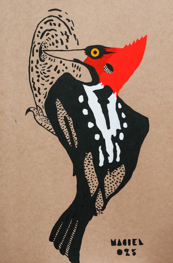 3 Pájaro carpintero Pájaro carpintero. Leonel Maciel